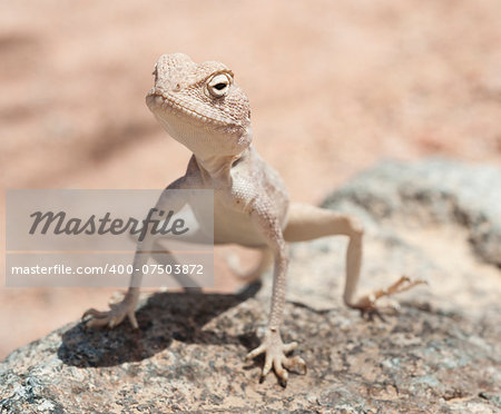 Closeup of an Egyptian desert agama lizard on in harsh arid environment