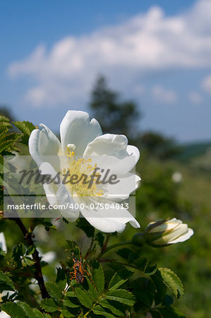 White wild rose (Rosa canina) blooms in the Crimea Mountains. Little bug is under the flower.
