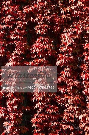 a texture of red climber with leaves,  during fall
