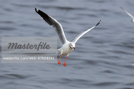 beautiful Brown-Headed Gull (Larus brunnicephalus) flying over the sea
