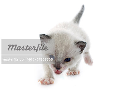 siamese kitten in front of white background