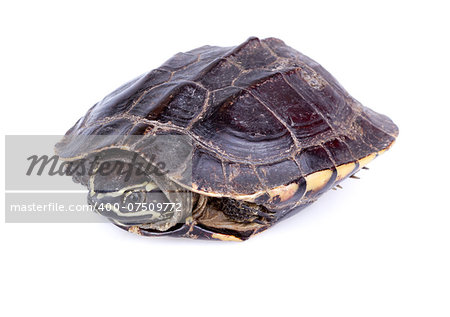 Snail-eating turtle on white background