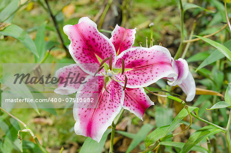 Blossoming pink  lilies with green leaves  in the garden