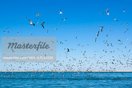 A large number of seagulls flying over the sea surface. Sunny day.