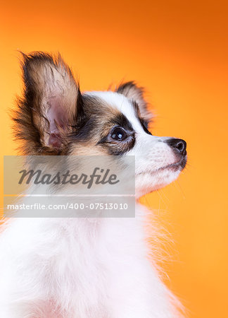 Portrait of a cute puppy Papillon on a orange background