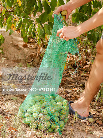 harvesting of nuts from a tree