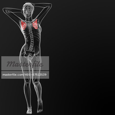 3d render illustration of the female scapula bone - front view