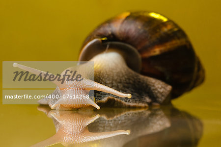 snail on the glass with yellow background