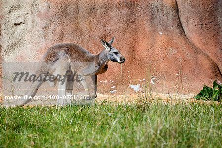 cute australian kangaroo relaxing outdoor agins red rock