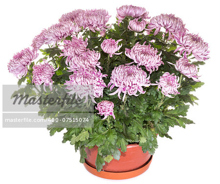A pot of beautiful magenta chrysanthemums isolated on white background