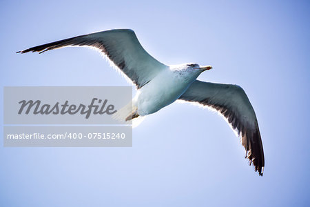 A cormorantl flies in the clear blue sky. Sunny.