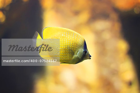 Photo of butterfly fish in tank