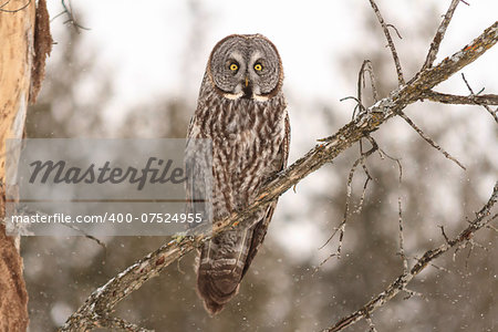 A perched Great Grey Owl in a snow storm.