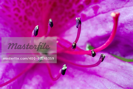 Macro shot of a vivid pink flower