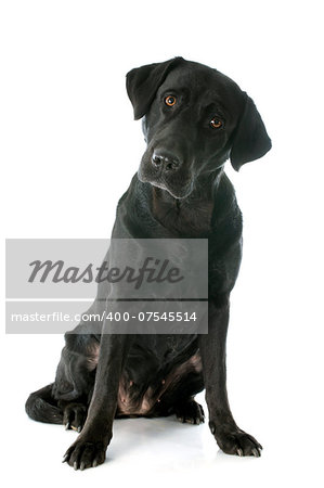 purebred  labrador retriever in front of a white background