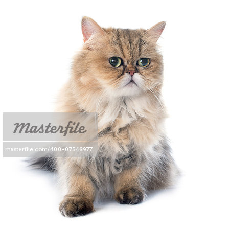 persian cat in front of white background