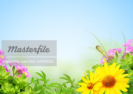 Summer frame with green leaves, flowers and insect