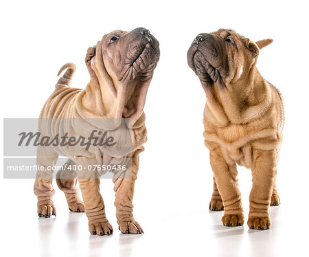 two chinese shar pei puppies isolated on white background - 4 months old