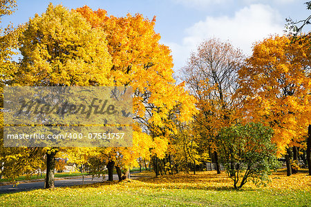 Beautiful autumn trees on a sunny day