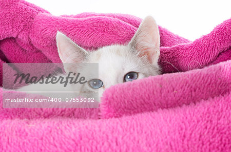 young white kitten in front of white background