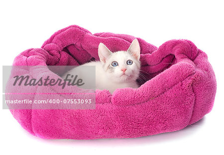 young white kitten in front of white background