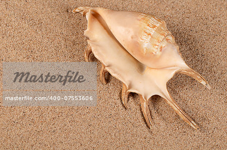 The sea shell in the sand close-up