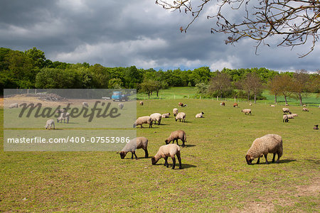 The herd of sheep eating grass on spring meadow