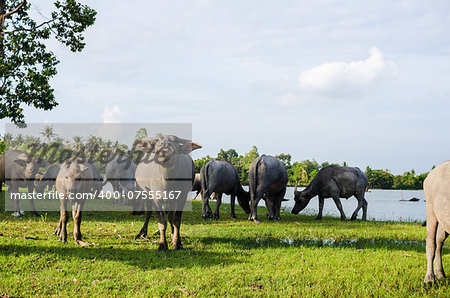 Thai water buffalo in the pond and field countryside