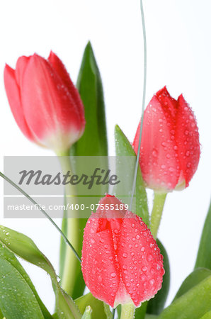 Arrangement of Three Spring Tulips with Water Drops and Green Leafs isolated on white background