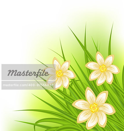 Illustration green grass with flowers, spring background - vector