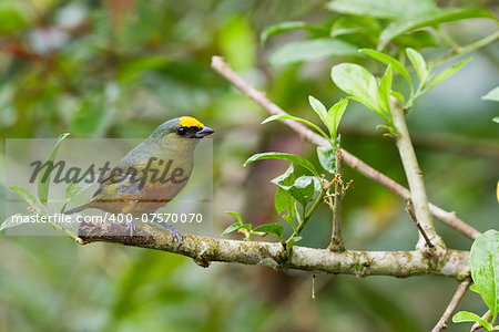 beautiful olive backed Euphonia perched in the jungle of Belize