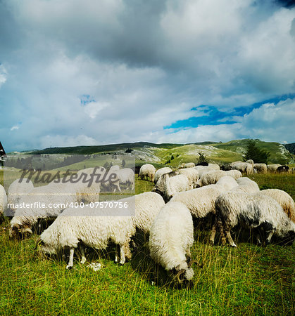 Herd of sheep on mountain meadow