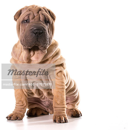 chinese shar pei sitting isolated on white background