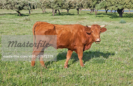 Herd of cows in the vicinity of the Sierra de Alor, Badajoz