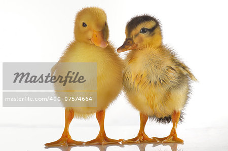 Two ducklings isolated on white, shoot in studio