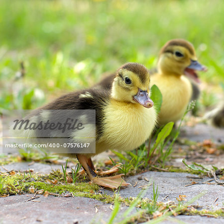 Group of little ducklings walking on a green meadow