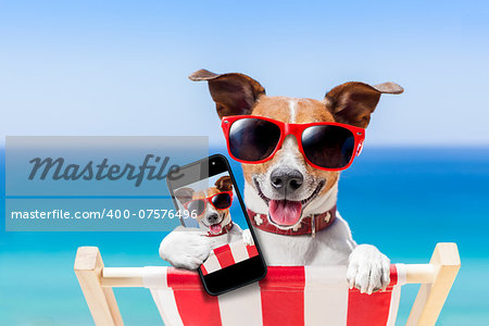 dog taking a selfie in summer holidays