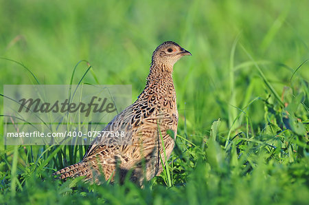 Photo of female pheasant in a grass