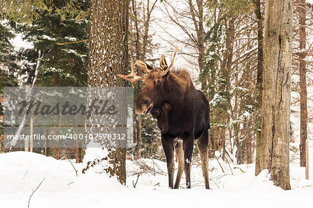 Moose in a winter scene