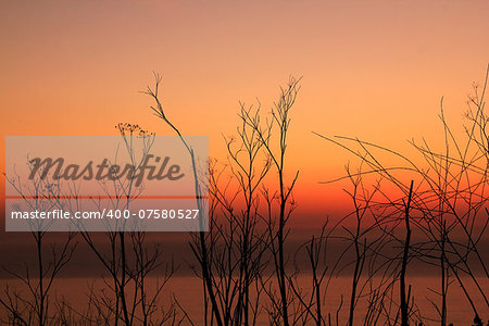 Dry grass on a background of a sunset over the ocean