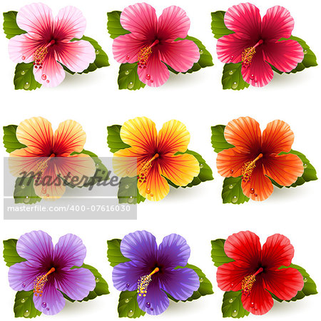 Vector illustration - set of colorful hibiscus flowers