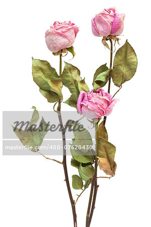 three dry roses on a white background