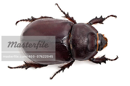 Big beetle on the isolated background