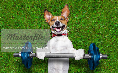 super strong dog lifting  bing blue dumbbell bar