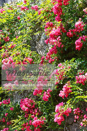 Red blossoming dekorative flower plant on stone wall
