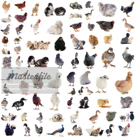 group of poultry in front of white background