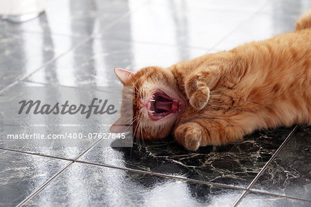 Beautiful furry cat on the marble tile