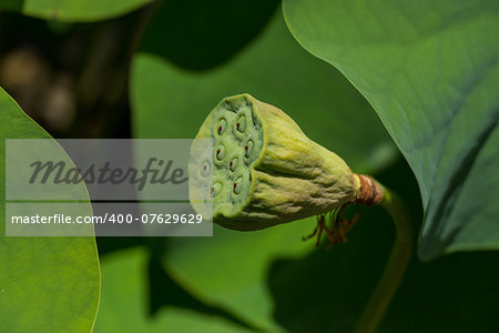 Beautiful fragrant pink water lily blooming above the wide green lily pads floating on the surface of the pond in the tropical sunshine