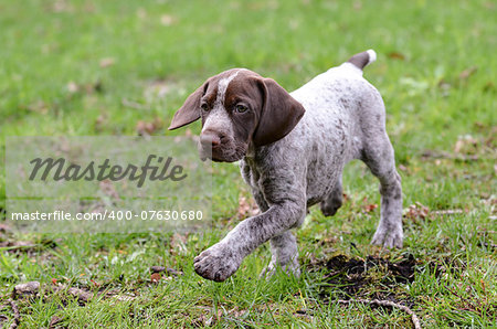 german shorthaired pointer puppy outside in the grass