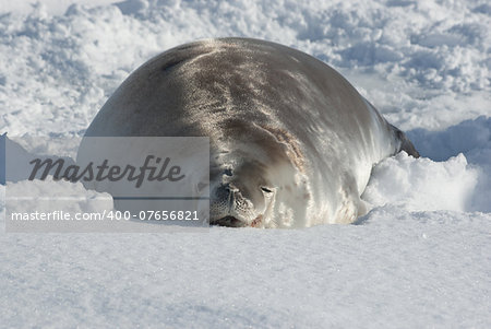 Crabeater seals lying in the snow on a sunny day.